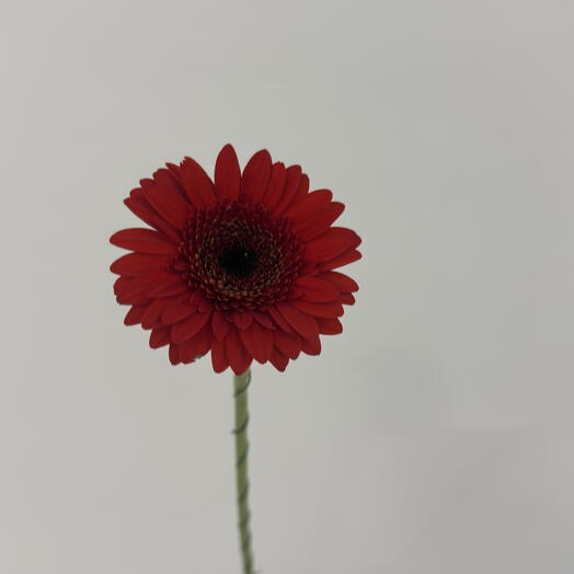 TIFFANY FLOWERS
