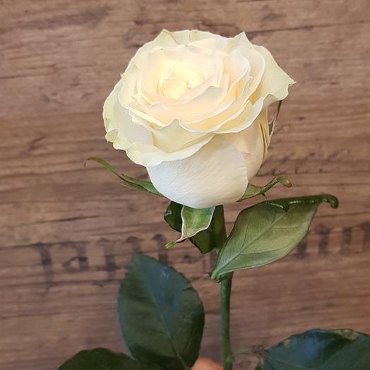 Rosa Mondial