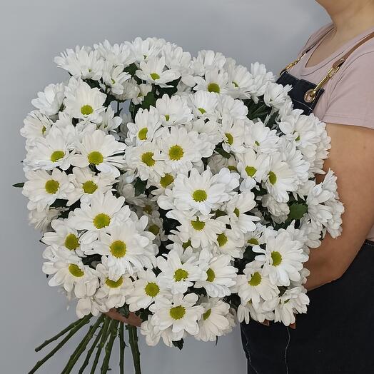 💐Хризантемы белые Бакарди