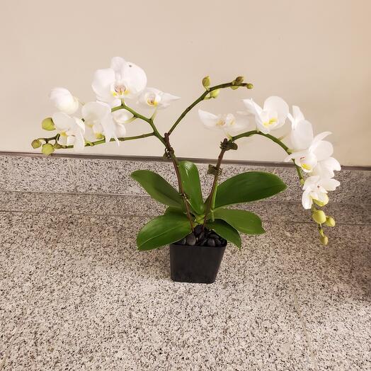 White orchid