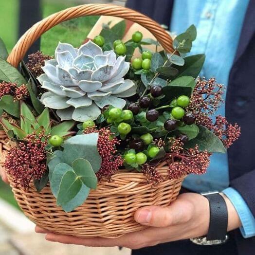 Succulents in a Basket