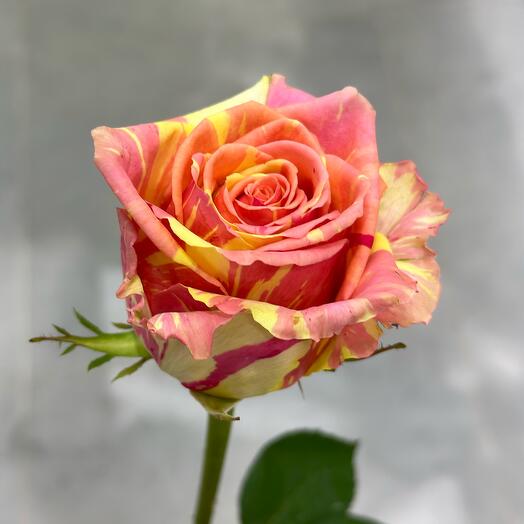 Harmony Flowers