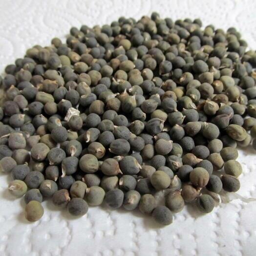 Indian, Bangladeshi OKRA Seeds - Ladies Finger - Vindi, Deros - 50 Seeds (UK Seller)