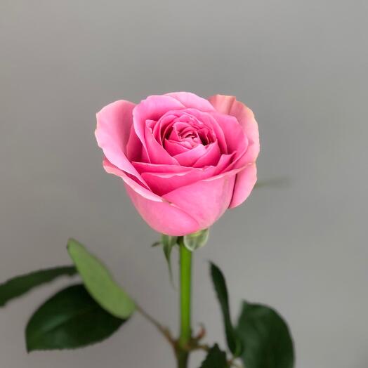 FloraMarket