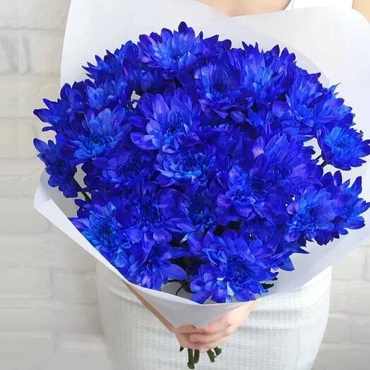 Royal Blue chrysanthemum
