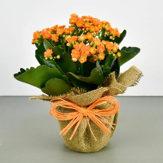 Jute Wrapped Orange Kalanchoe Plant