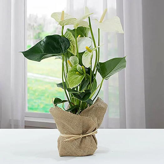 White Anthurium Plant in Jute Wrapping