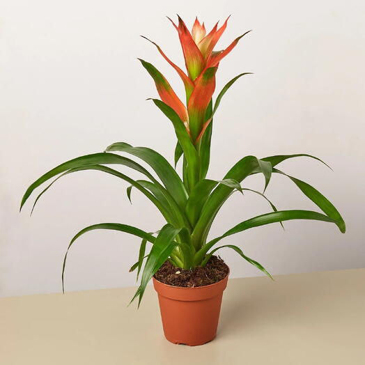 Guzmania Plant (Epiphytic Plants, Scarlet Star)