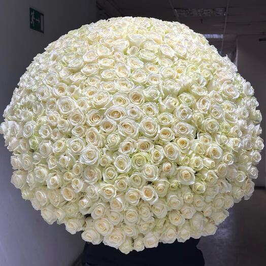 501 Белая роза