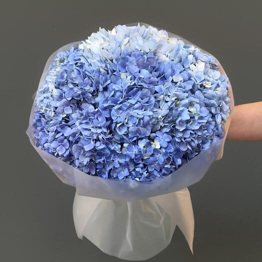 7 Hortensias Azules