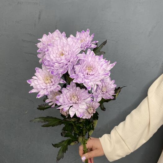 Lavender bush Chrysanthemum