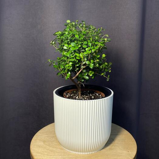 plants.nsk&kashpo_gorshok