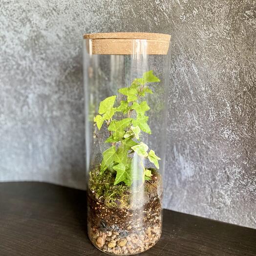 Флорариум с живыми растениями подарок на день рождения