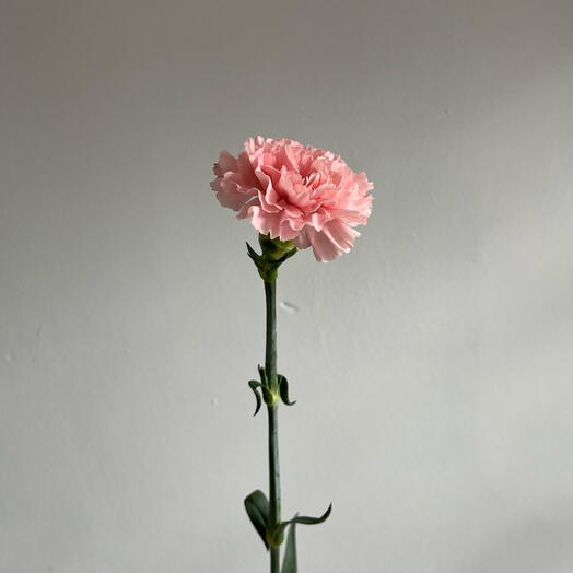 Цветочная мастерская "Mira Flores"