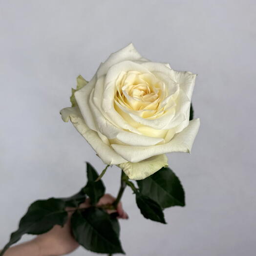 FlowerLand