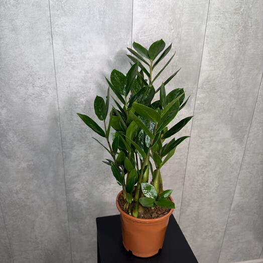 Tropi Decor студия озеленения