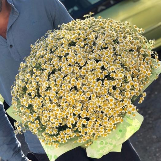 Bouquet of 75 daisies