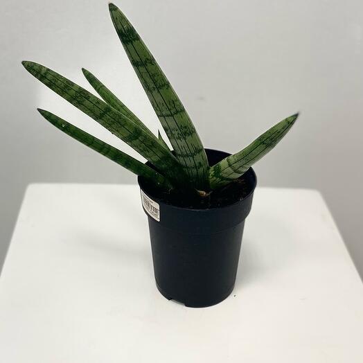 Сансивьера Тиара