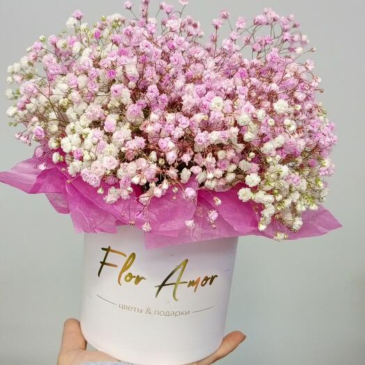 Gypsophila in a box