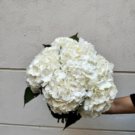 Ramo de Hortensia blanca