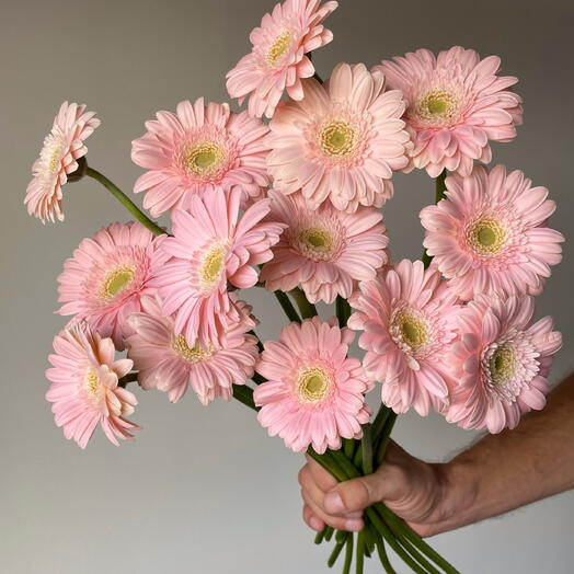 Mono Gerbera