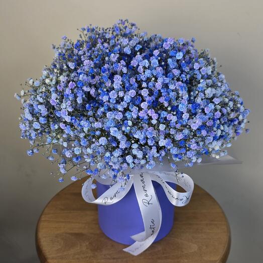 Gypsophila in a box