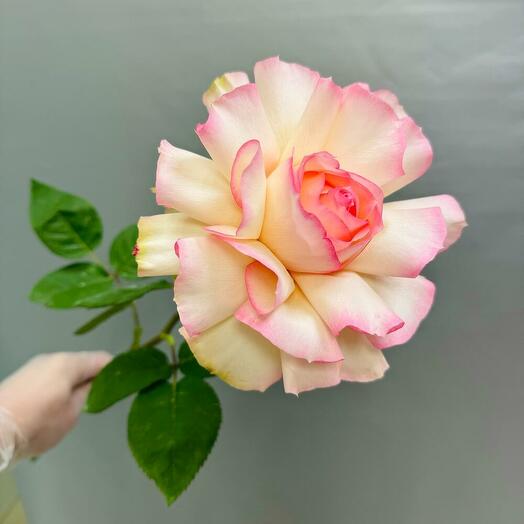 Rosa francesa