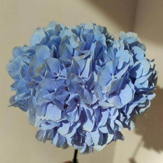 Lovely flowers
