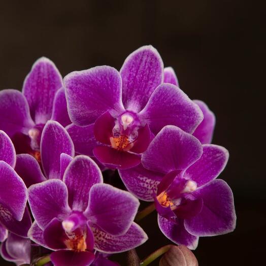 Орхидея Фаленопсис мини Sogo Yenlin D7