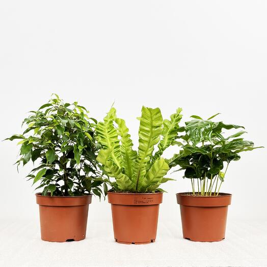 Набор - 3 растения: Фикус Кинки, Асплениум и Кофе Арабика высота 25-30см