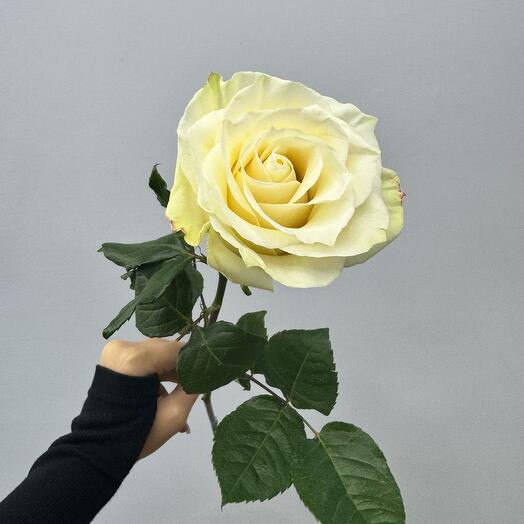 Роза Мондиаль