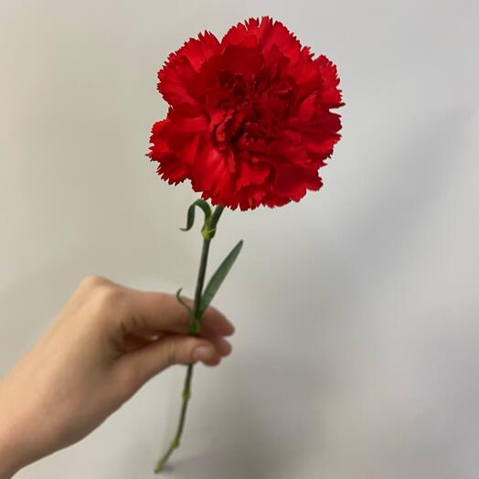 Гвоздика красная