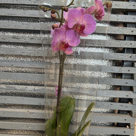 Flowershop pinsk