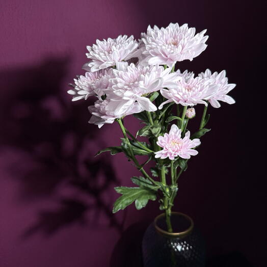 48LAVANDA