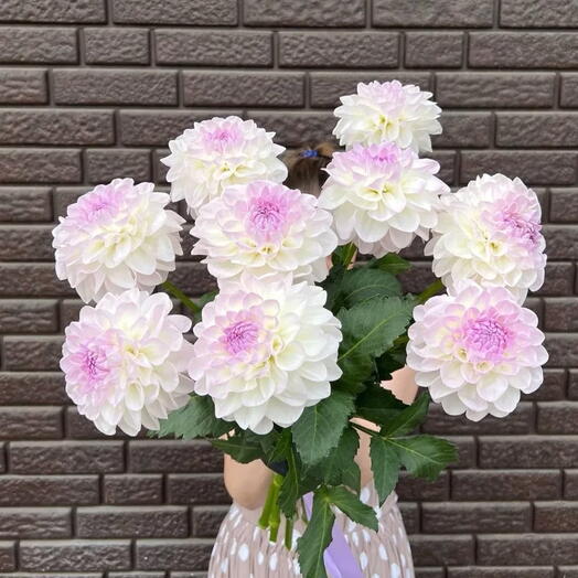 Garden Flowers