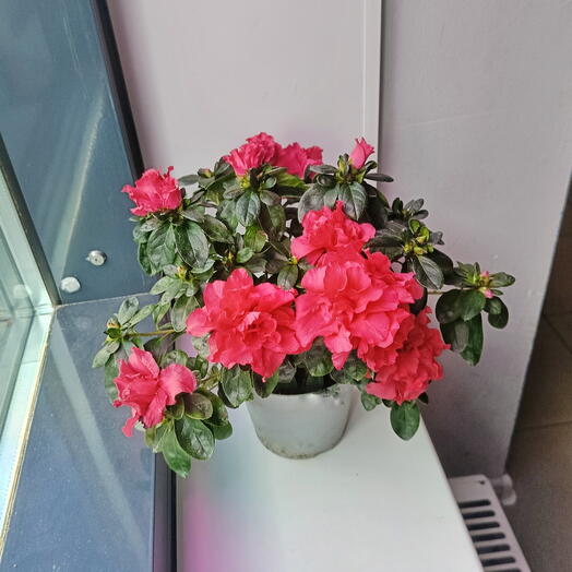 ernst_flowers