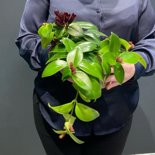 Комнатное растение Эсхинантус, Живые растения в Дмитрове, купить по ...