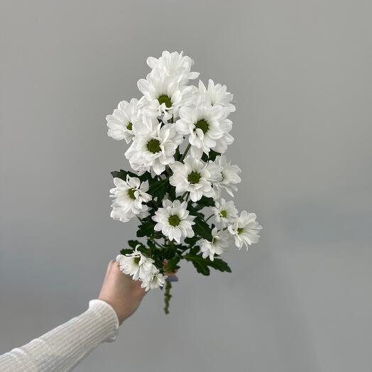 Chrysanthemum Santini