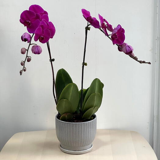 2 Stem Pink Phalaenopsis Orchid Plant