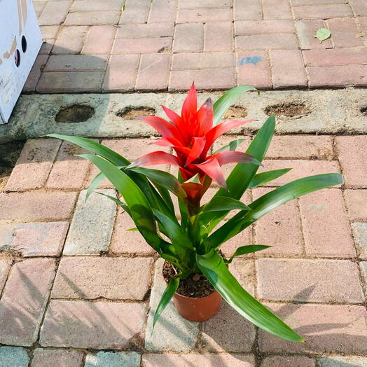 Guzmania Red