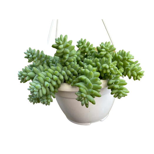 Sedum Burrito Donkey s Tail