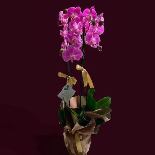 Double Branched Purple Orchid