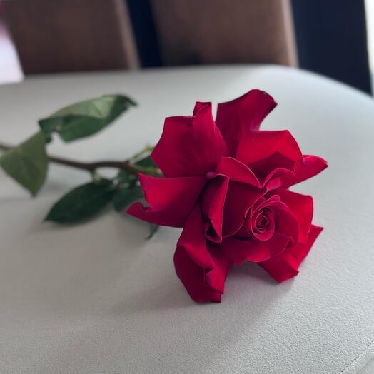 Красная французская роза