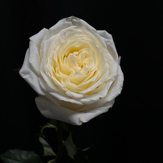 GI_Flowers