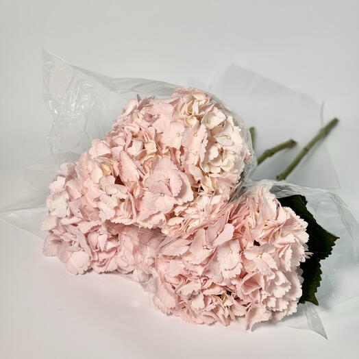 OPT Gentle Flowers