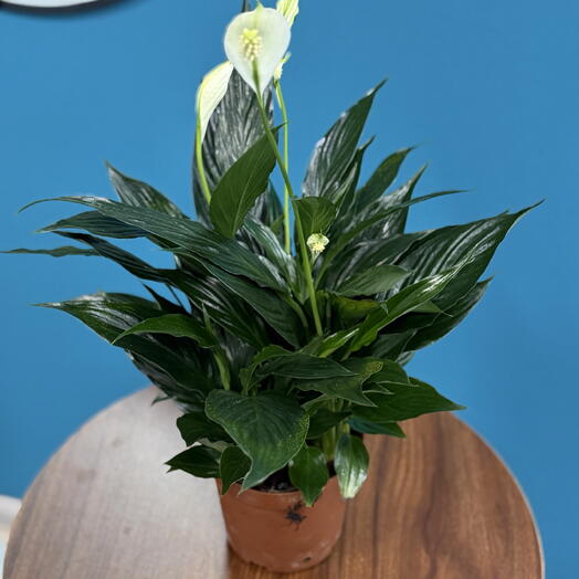Fleur de fee