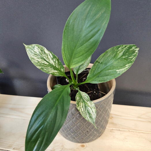 MIXPLANTS SPb