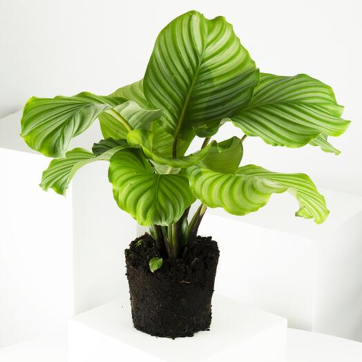 Calathea Orbifolia