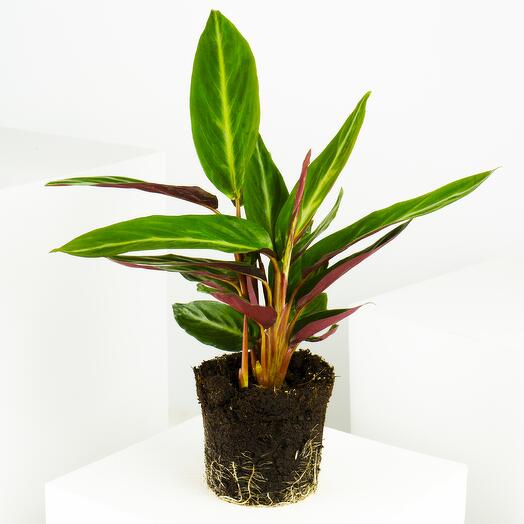 Calathea Sanguinea