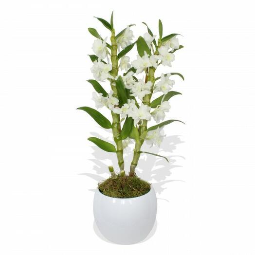 Planta Dendrobium